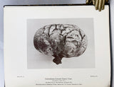 Photogravure of American Fungi