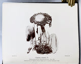 Photogravure of American Fungi