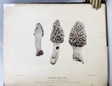 Photogravure of American Fungi