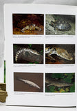 The Amphibians and Reptiles of Costa Rica: A Herpetofauna between Two Continents, between Two Seas