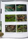 The Amphibians and Reptiles of Costa Rica: A Herpetofauna between Two Continents, between Two Seas