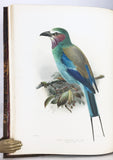 A Monograph of the Coraciidae, or the family of the Rollers