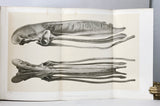 Odontornithes: A Monograph on the Extinct Toothed Birds of North America