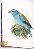 A Monograph of the Coraciidae, or the family of the Rollers