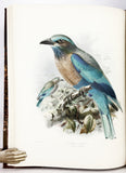 A Monograph of the Coraciidae, or the family of the Rollers