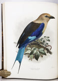 A Monograph of the Coraciidae, or the family of the Rollers