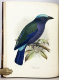 A Monograph of the Coraciidae, or the family of the Rollers