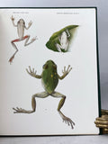 Four herpetological monographs from Memoirs of the Museum of Comparative Zoology