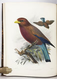 A Monograph of the Coraciidae, or the family of the Rollers