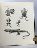 Four herpetological monographs from Memoirs of the Museum of Comparative Zoology