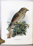 A Monograph of the Coraciidae, or the family of the Rollers