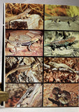 Reptiles and Amphibians of Australia