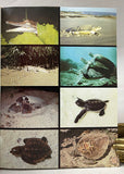 Reptiles and Amphibians of Australia