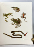 Four herpetological monographs from Memoirs of the Museum of Comparative Zoology