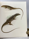 Four herpetological monographs from Memoirs of the Museum of Comparative Zoology