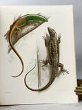 Four herpetological monographs from Memoirs of the Museum of Comparative Zoology