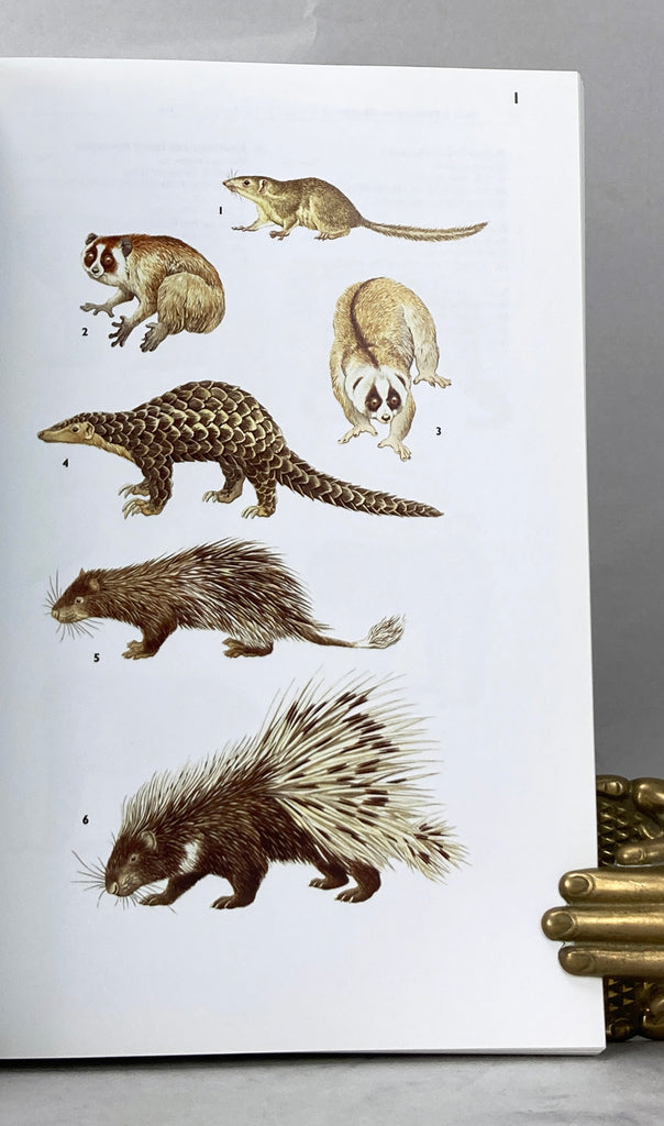 A Guide to the Mammals of China – Natural History Books