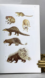 A Guide to the Mammals of China