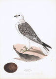 Jer Falcon (Falco islandicus) Hand Colored Plate