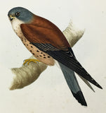 Gould Lesser Kestril (kestrel) Hand-Colored Plate