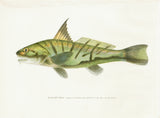 Original Denton Fish Chromolithograph, Kingfish (Menticirrhus saxatilis)