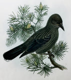 Gould and Hart Nutcracker Hand-Colored Plate