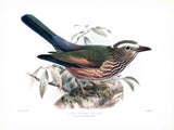 Olive Crowned Roller (Coracias mosambicanus) Hand-Colored Plate