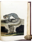 Nouvelles Illustrations de Zoologie; New Illustrations of Zoology, containing fifty coloured plates of new, curious, and non-descript Birds, with a few Quadrupeds, Reptiles and Insects