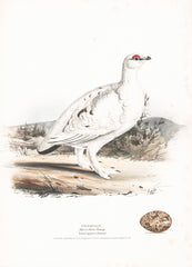 Ptarmigan (Tetralagopus) Hand Colored Plate