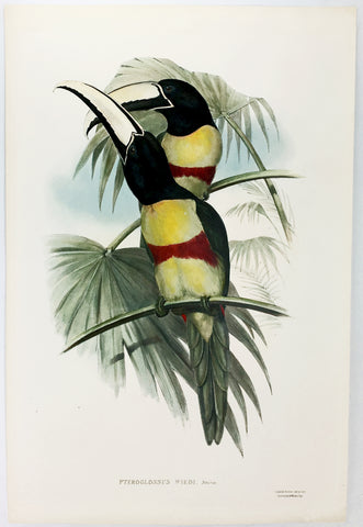 Gould and Richter Prince Max's Aracari Hand-Colored Plate