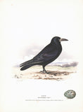 Rook (Corvus frugilegus) Hand Colored Plate