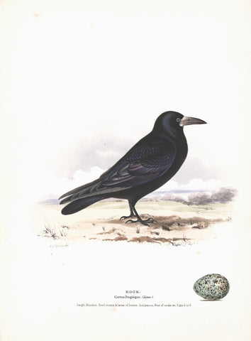 Rook (Corvus frugilegus) Hand Colored Plate