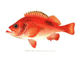 Original Denton Fish Chromolithograph, Rose Fish (Sebastes marinus)