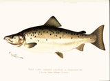 Original Denton Fish Chromolithograph, Male Land Locked Salmon or Ouananiche