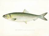 Original Denton Fish Chromolithograph, Sea Herring (Clupea harengus Linnaeus)