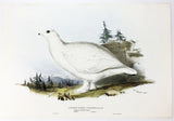 Edward Lear Short-toed Ptarmigan Hand-Colored Plate
