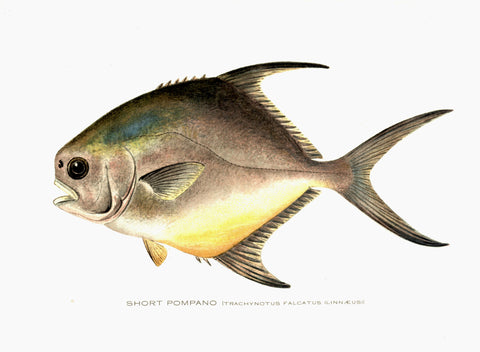 Original Denton Fish Chromolithograph, Short Pompano