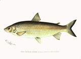 Original Denton Fish Chromolithograph, The White Fish (Coregonus Clupeiformis)