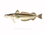 Original Denton Fish Chromolithograph, Whiting