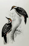 Gould Brown-fronted Woodpecker Hand-Colored Plate