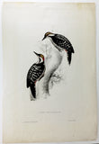 Gould Brown-fronted Woodpecker Hand-Colored Plate
