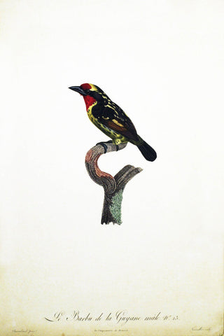 Le Barbu de la Guyane, Hand-Colored Engraving (20.5 X 13.5 Inches)