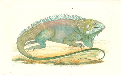 Great American Guana Hand Colored Plate