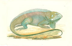 Great American Guana Hand Colored Plate