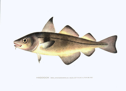 Original Denton Fish Chromolithograph, Haddock (Melanogrammus aeglefinus)